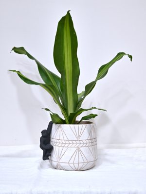 Δράκαινα Fragrans