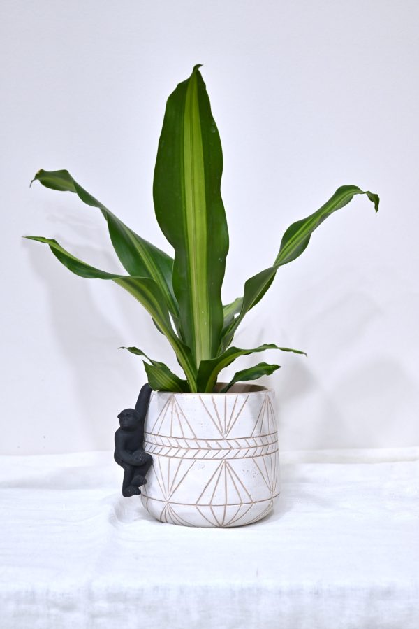 Δράκαινα Fragrans
