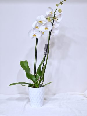 Ορχιδέα Phalenopsis