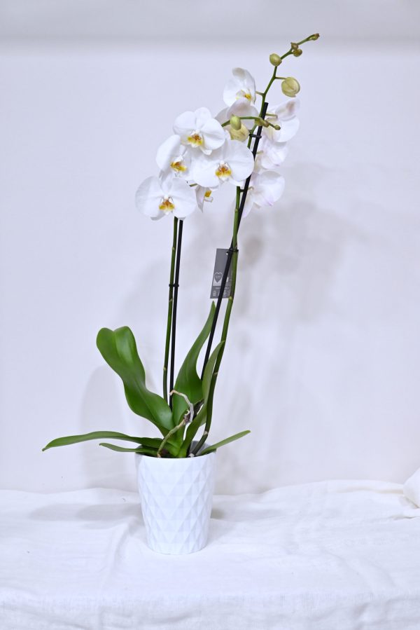Ορχιδέα Phalenopsis