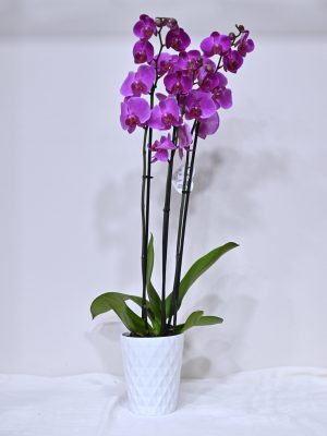 Ορχιδέα Phalenopsis