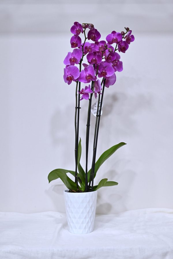 Ορχιδέα Phalenopsis